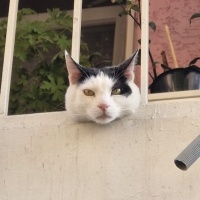 Bombay, Kedi  Kavun fotoğrafı