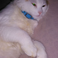 American Bobtail, Kedi  Pamuk fotoğrafı