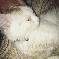 American Bobtail, Kedi  Pamuk fotoğrafı