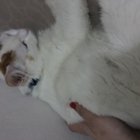 American Bobtail, Kedi  Pamuk fotoğrafı