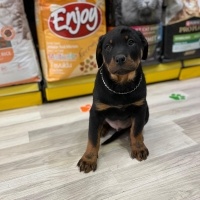 Rottweiler, Köpek  Maya fotoğrafı