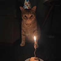 Sarman, Kedi  Leo fotoğrafı