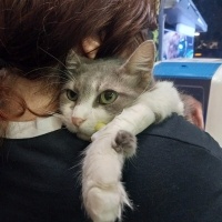 Tekir Kedi, Kedi  Maya fotoğrafı