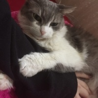 Tekir Kedi, Kedi  Maya fotoğrafı