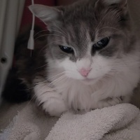 Tekir Kedi, Kedi  Maya fotoğrafı