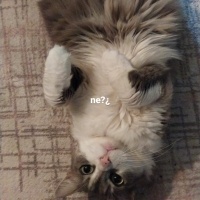 Tekir Kedi, Kedi  Maya fotoğrafı