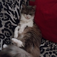 Tekir Kedi, Kedi  Maya fotoğrafı