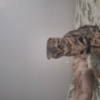 Tekir Kedi, Kedi  Minnos fotoğrafı