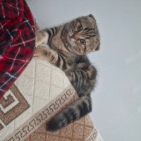 Tekir Kedi, Kedi  Minnos fotoğrafı