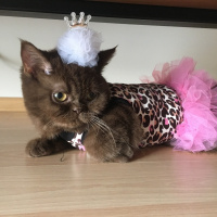 British Shorthair, Kedi  Anna fotoğrafı