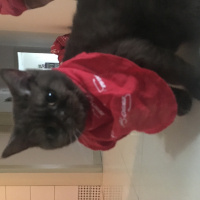 British Shorthair, Kedi  Anna fotoğrafı