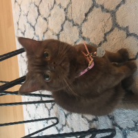 British Shorthair, Kedi  Anna fotoğrafı