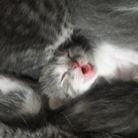 Norwegian Forest, Kedi  Lila fotoğrafı