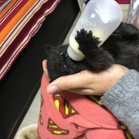 Bombay, Kedi  Şans fotoğrafı