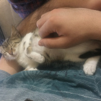 Tekir Kedi, Kedi  Daisy fotoğrafı