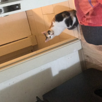 Tekir Kedi, Kedi  Fındık fotoğrafı
