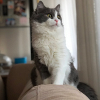 Tekir Kedi, Kedi  Mimi fotoğrafı