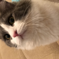 Tekir Kedi, Kedi  Mimi fotoğrafı