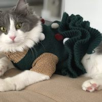 Tekir Kedi, Kedi  Mimi fotoğrafı