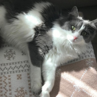 Tekir Kedi, Kedi  Mimi fotoğrafı