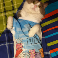 Tekir Kedi, Kedi  Mimi fotoğrafı