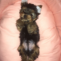 Yorkshire Terrier, Köpek  LEO fotoğrafı
