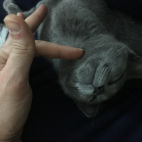 Mavi Rus, Kedi  Şanslı fotoğrafı