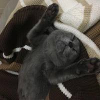 Mavi Rus, Kedi  Şanslı fotoğrafı