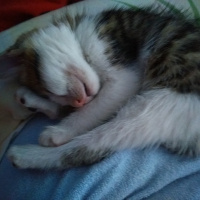 Tekir Kedi, Kedi  Boncuk fotoğrafı