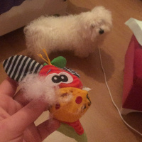 Maltese, Köpek  Umut fotoğrafı