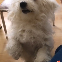 Maltese, Köpek  Umut fotoğrafı