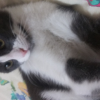 Tekir Kedi, Kedi  İnci fotoğrafı