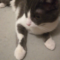 Tekir Kedi, Kedi  İnci fotoğrafı