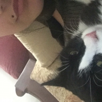Cymric, Kedi  Arya fotoğrafı