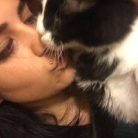 Cymric, Kedi  Arya fotoğrafı