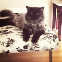 İran Kedisi (Persian), Kedi  Tekila fotoğrafı