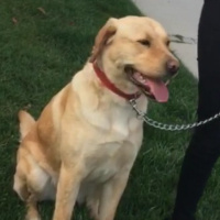 Labrador Retriever, Köpek  Bella fotoğrafı