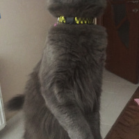 Nebelung, Kedi  Duman fotoğrafı