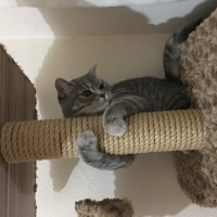 British Shorthair, Kedi  Mia fotoğrafı