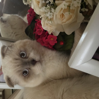 Scottish Fold, Kedi  Kartopu fotoğrafı