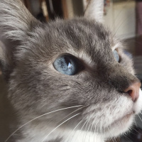Siyam Kedisi, Kedi  Felix fotoğrafı