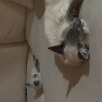 Siyam Kedisi, Kedi  Felix fotoğrafı