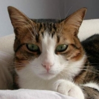 k1480866 kullanıcısının #247539 peti