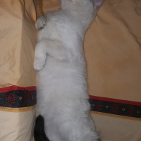 Tekir Kedi, Kedi  pamuk fotoğrafı