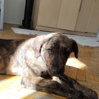 k1480968 kullanıcısının #247575 peti