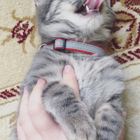 Tekir Kedi, Kedi  Duman fotoğrafı
