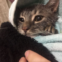 Tekir Kedi, Kedi  Duman fotoğrafı