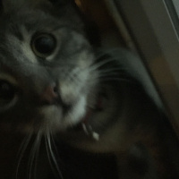 Tekir Kedi, Kedi  Duman fotoğrafı