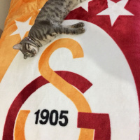 Tekir Kedi, Kedi  Duman fotoğrafı