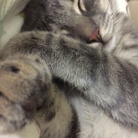 Tekir Kedi, Kedi  Duman fotoğrafı
